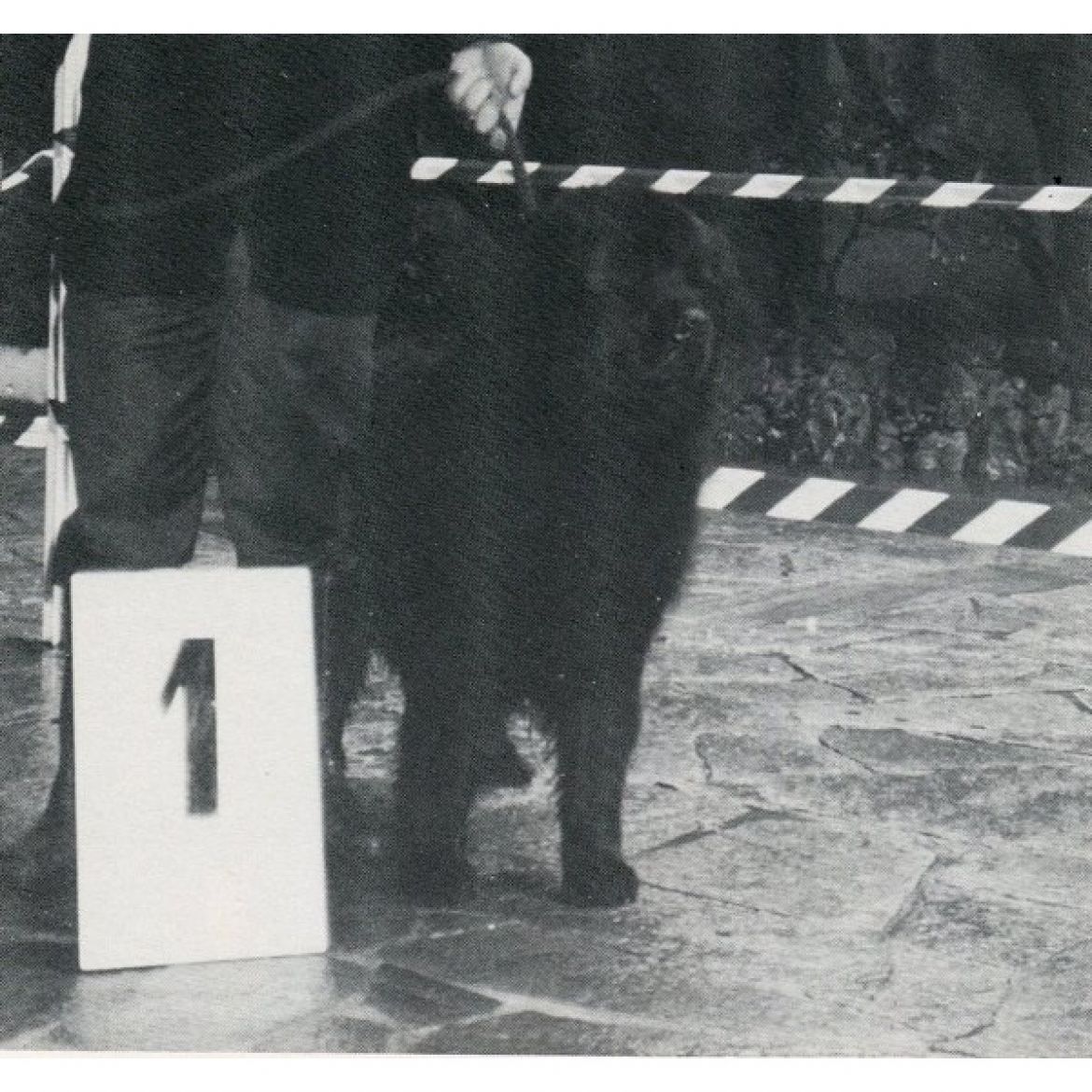 T Zingarella degli Angeli Neri (03-12-1984)